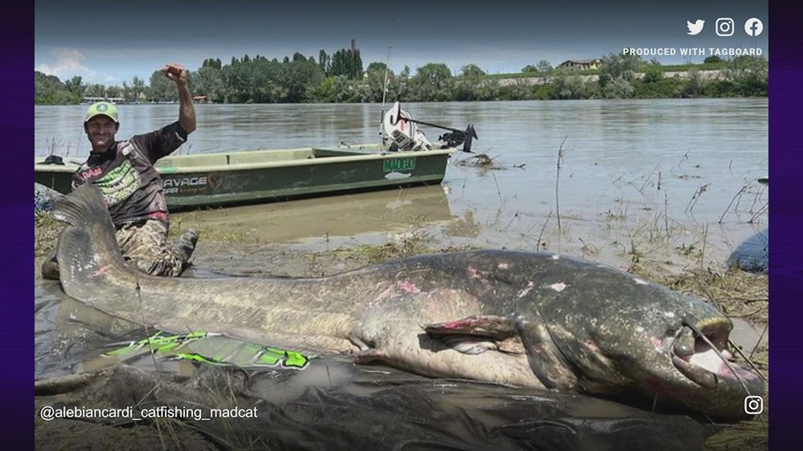 What S The Record For Biggest Catfish Italian Man May Have It Wltx