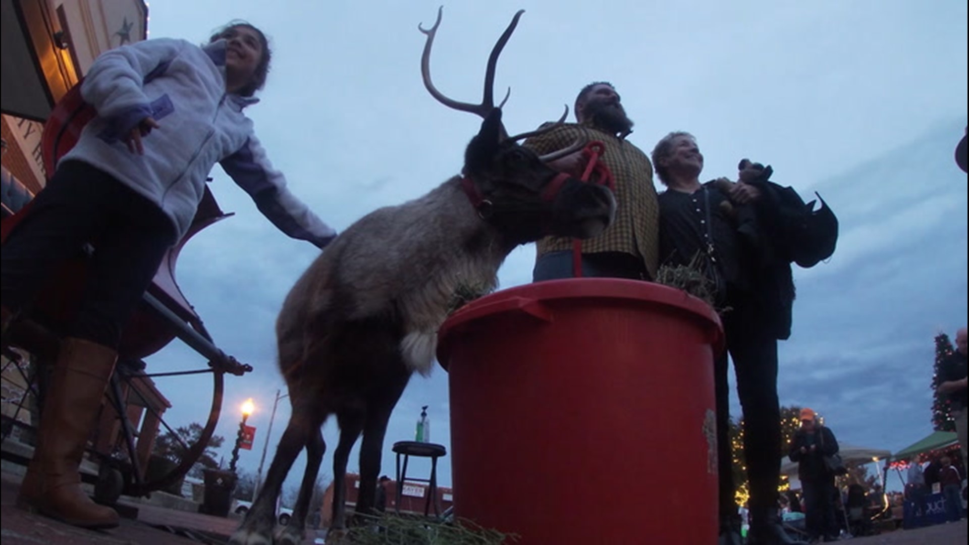 Reindeer are naturally equipped for life in arctic conditions, but some of these festive animals don't mind the summer heat in the Lone Star State.