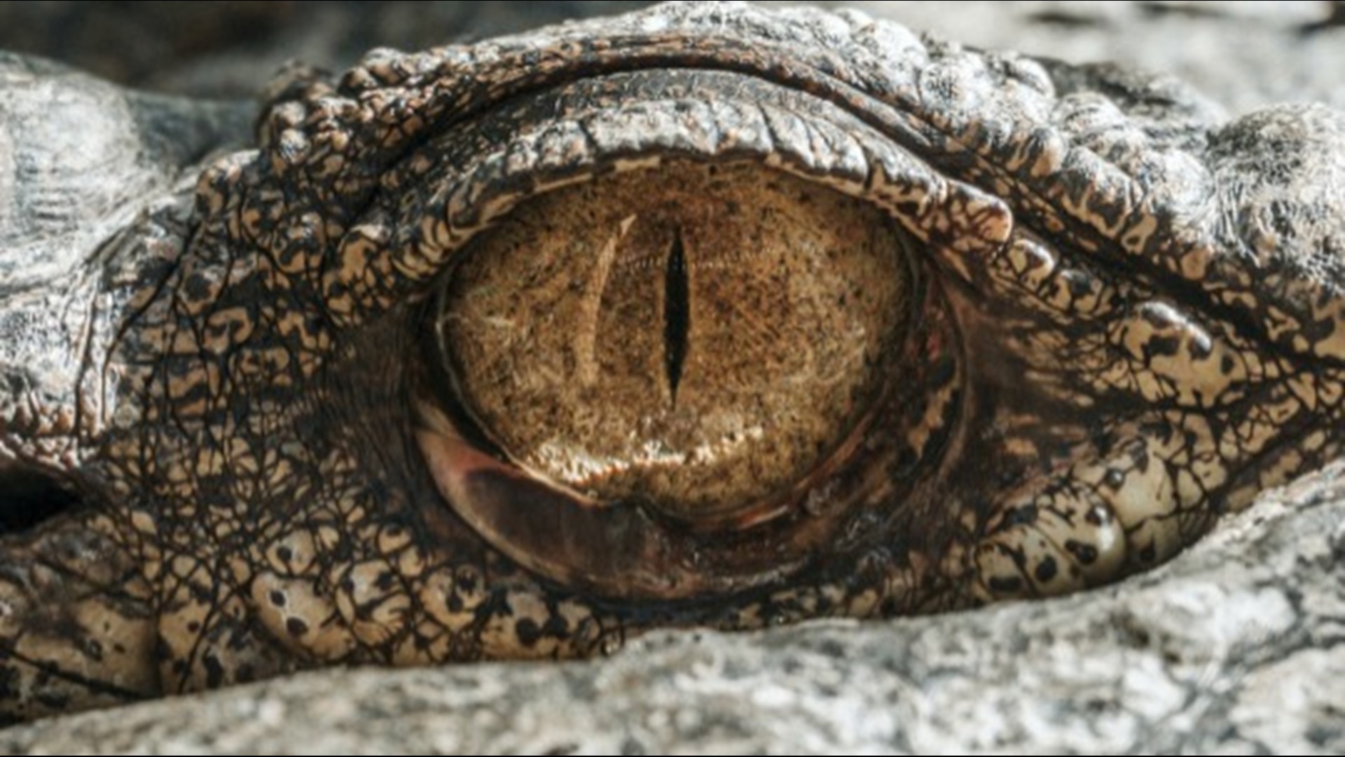 A 'stop-start' pattern of evolution may explain why there are only 25 species of crocodiles alive today, compared to the thousands achieved in the same amount of time by other animals like lizards and birds.