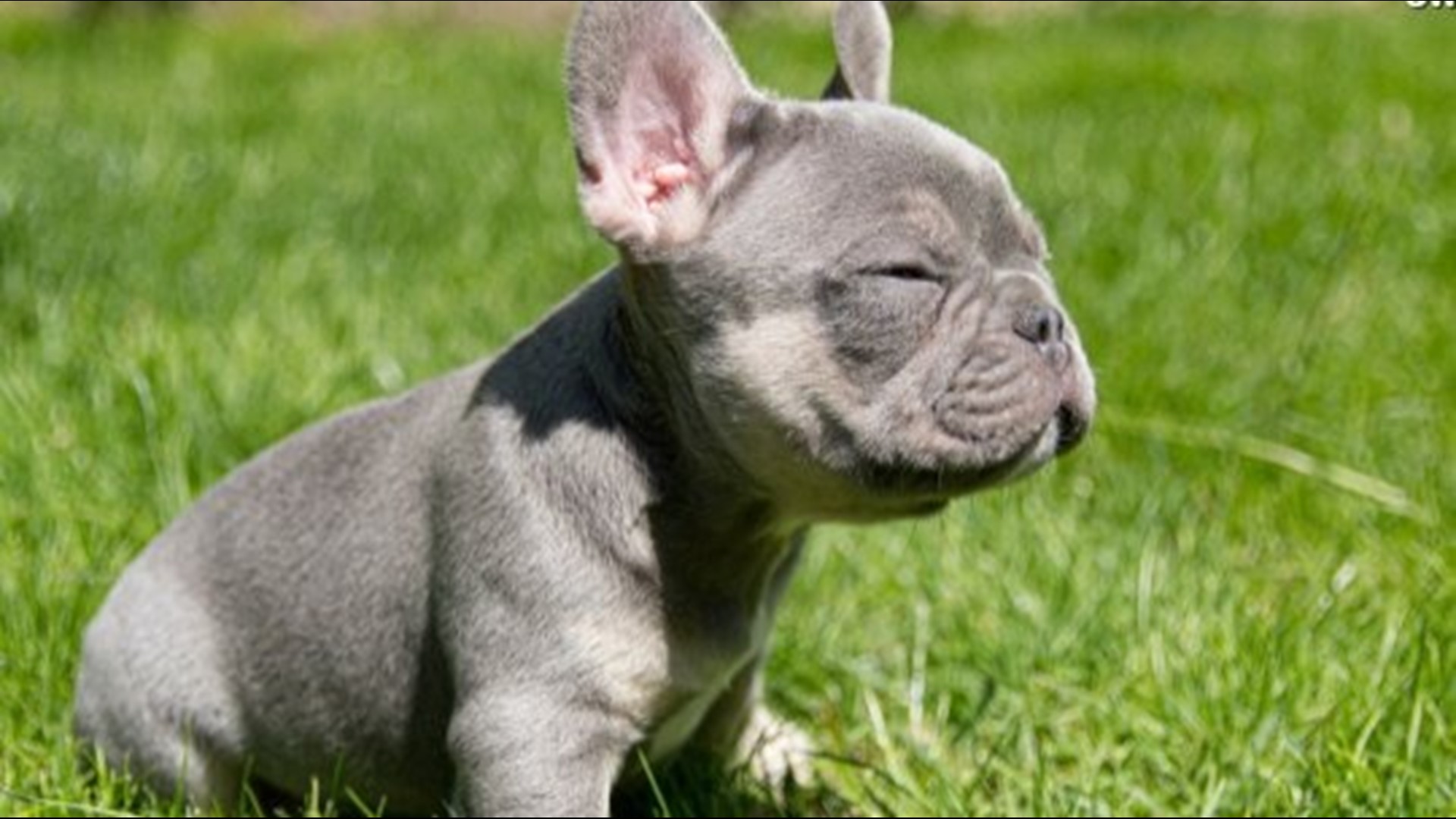 You Won T Believe How Much These Cute French Bulldog Puppies Cost Wltx Com