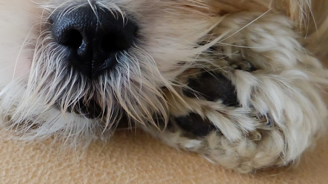 One case of dog illness in SC, vets say to take precautions - Vimarsana News