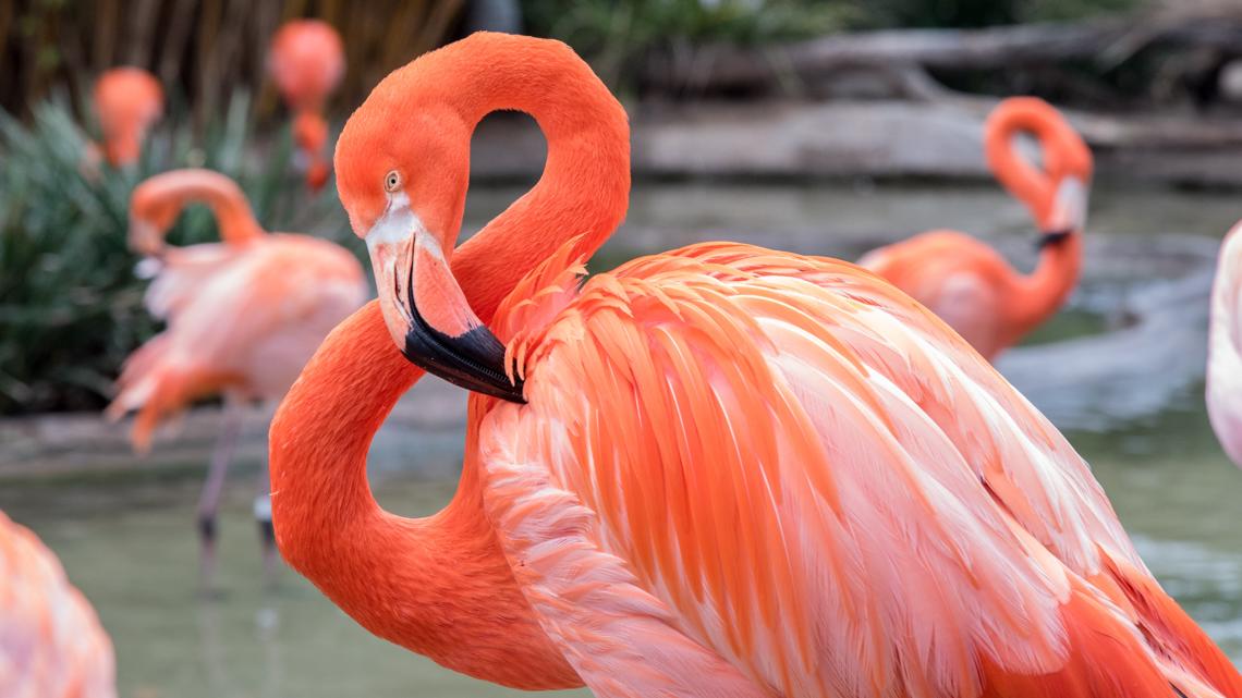 Canadian tourist arrested on suspicion of stealing, torturing flamingo in Las Vegas