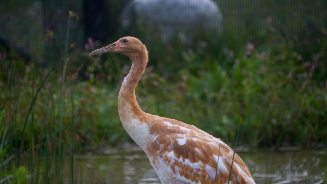 Endangered whooping crane dies of avian flu at Wisconsin wildlife refuge