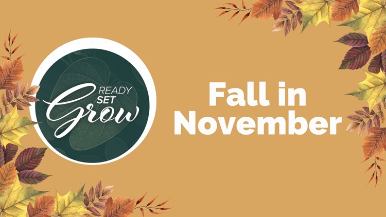 Ready, Set, Grow | Fall in November