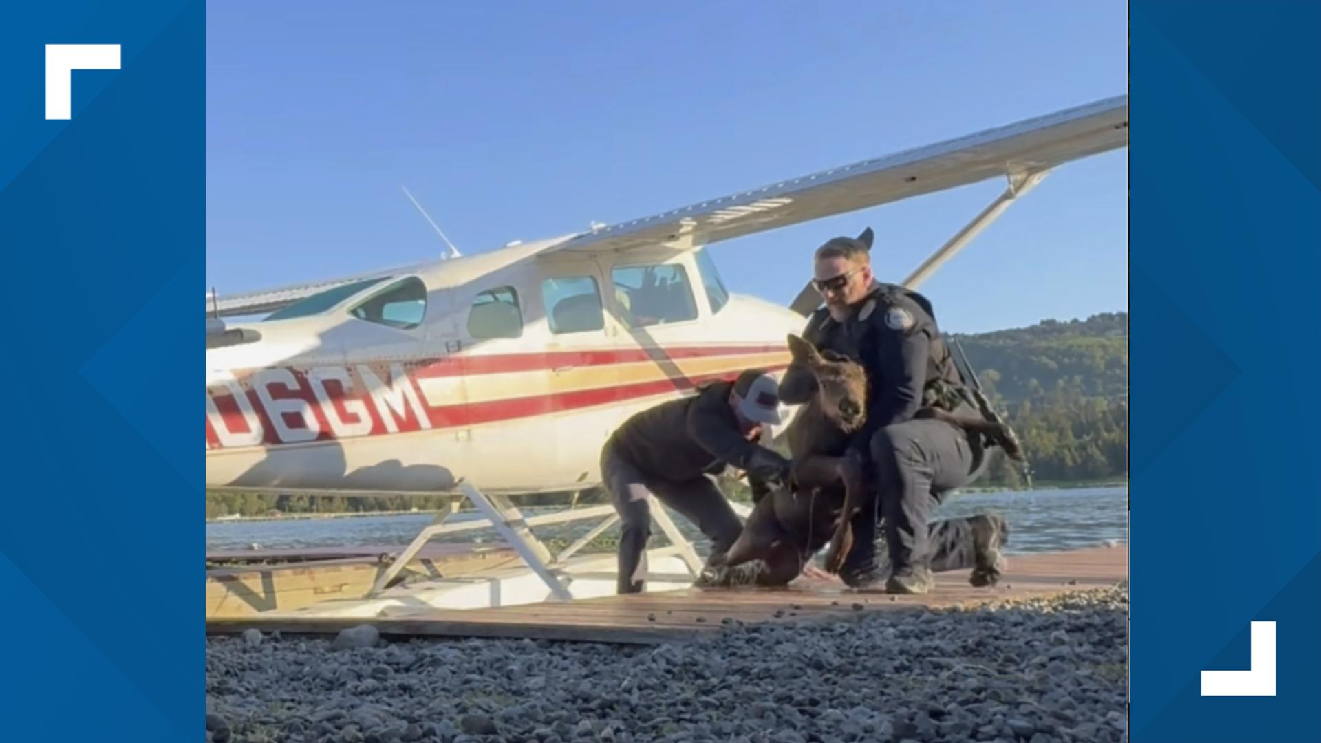 An Alaska man and two police officers joined forces to rescue a baby calf from what police described as “sure demise.”