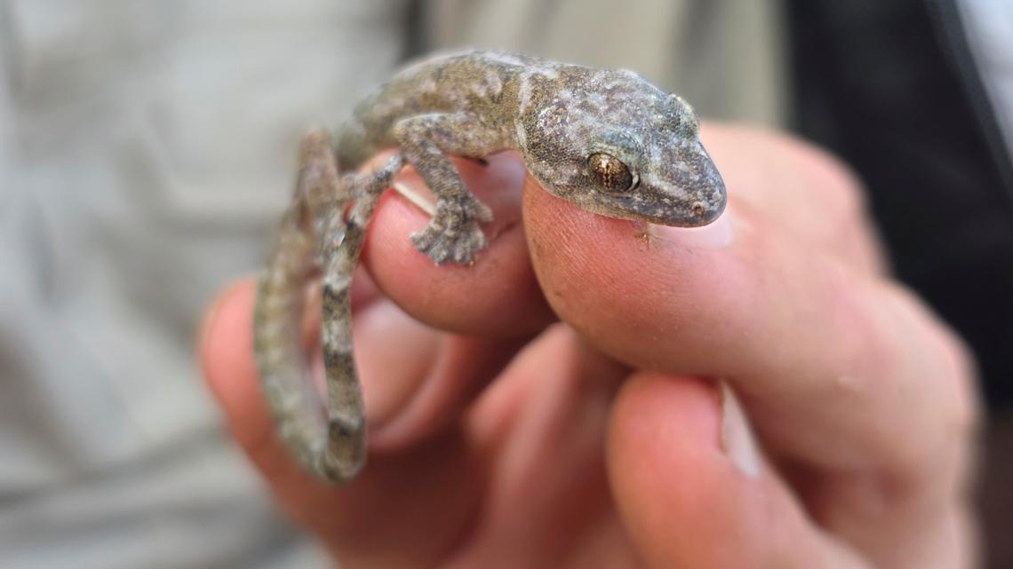 'Lost' gecko species found again after 34 years