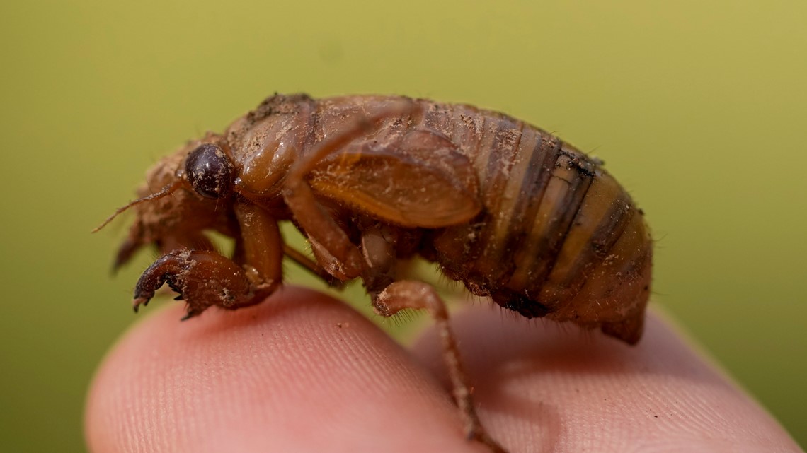 Cicada invasion: Trillions of cicadas will swarm US this spring - Vimarsana News