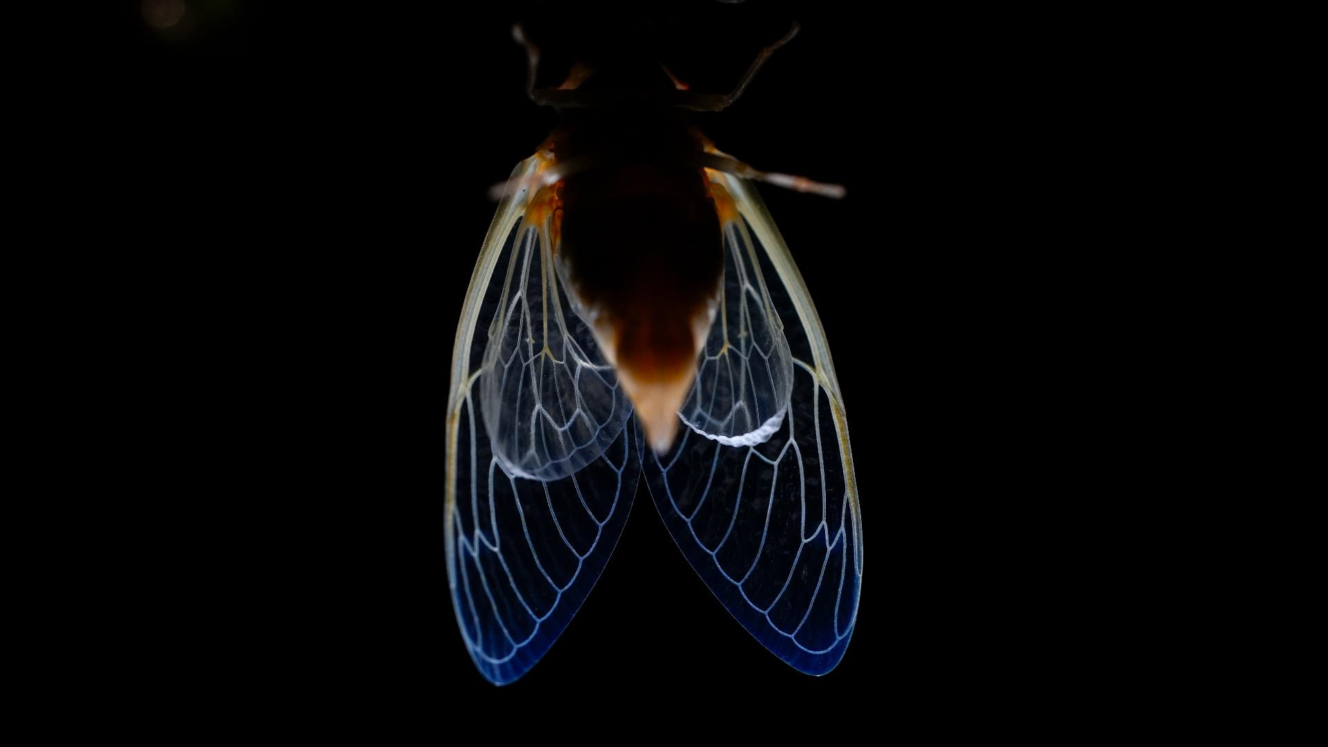 The great cicada emergence of 2024 is underway across the American South  and Midwest