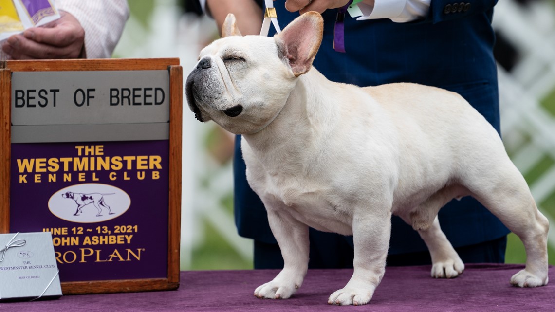 Westminster dog show 2021 results: Best in Show awarded Sunday - Vimarsana News