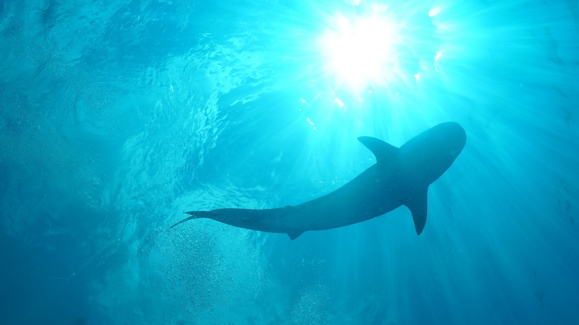 Russian tourist killed in shark attack off Egypt's Red Sea resort - Vimarsana News