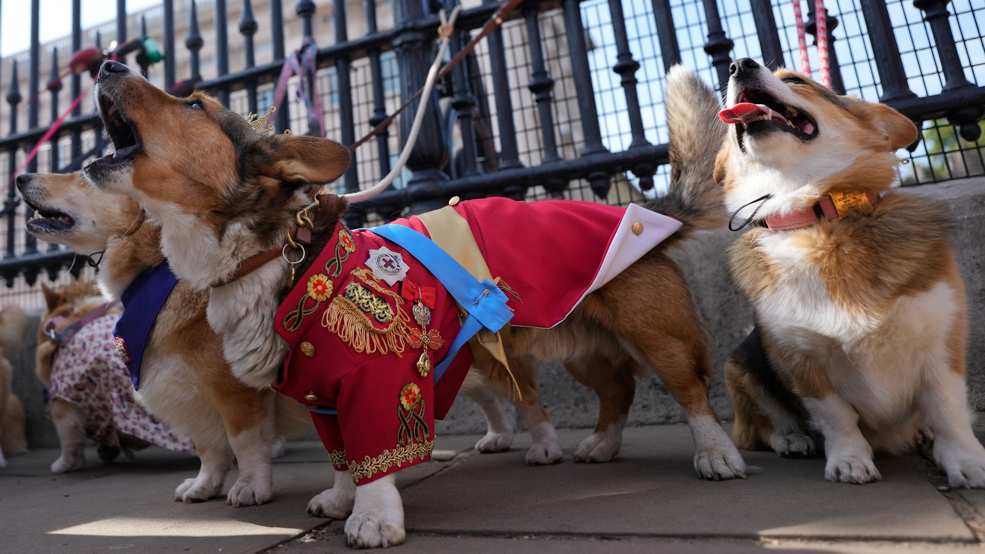 Corgis from across the United Kingdom gathered outside Buckingham Palace on Sunday as owners paid tribute to the late Queen Elizabeth II.