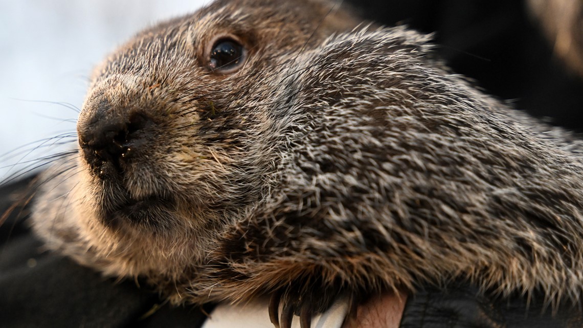When is groundhog day? | wltx.com - Vimarsana News