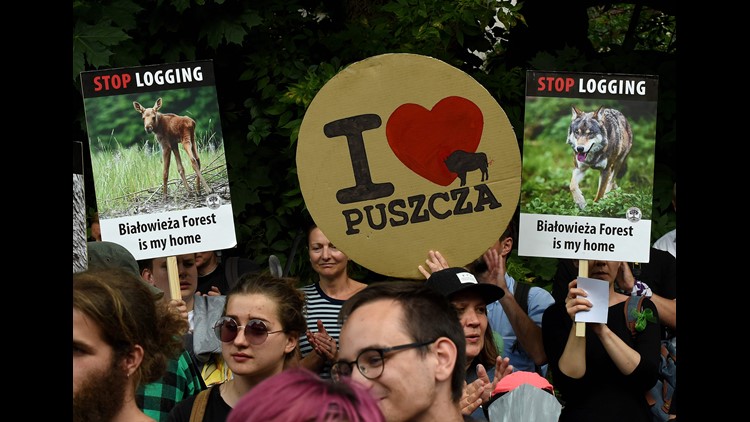 Poland broke EU law by logging in ancient forest: court