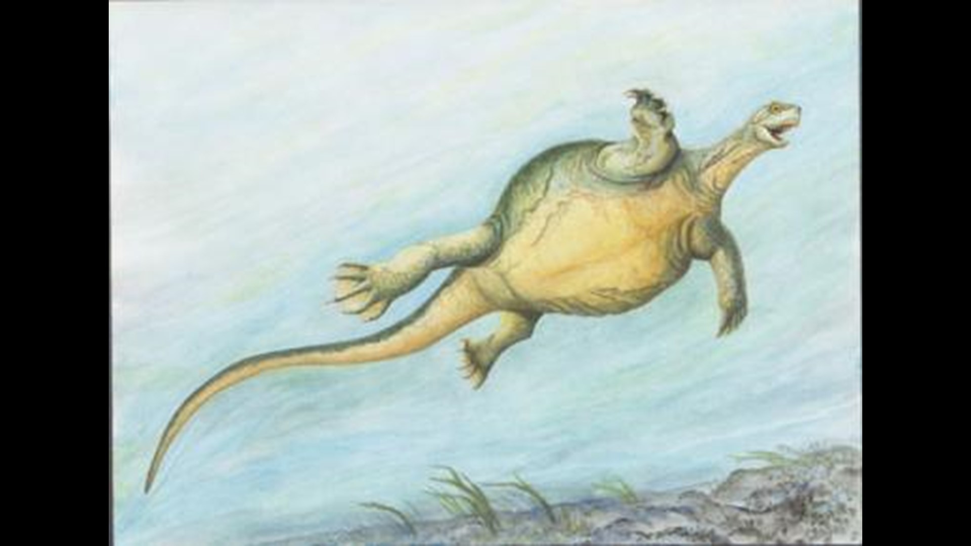 Fossil shows 'strange' turtle from 228 million years ago had no shell