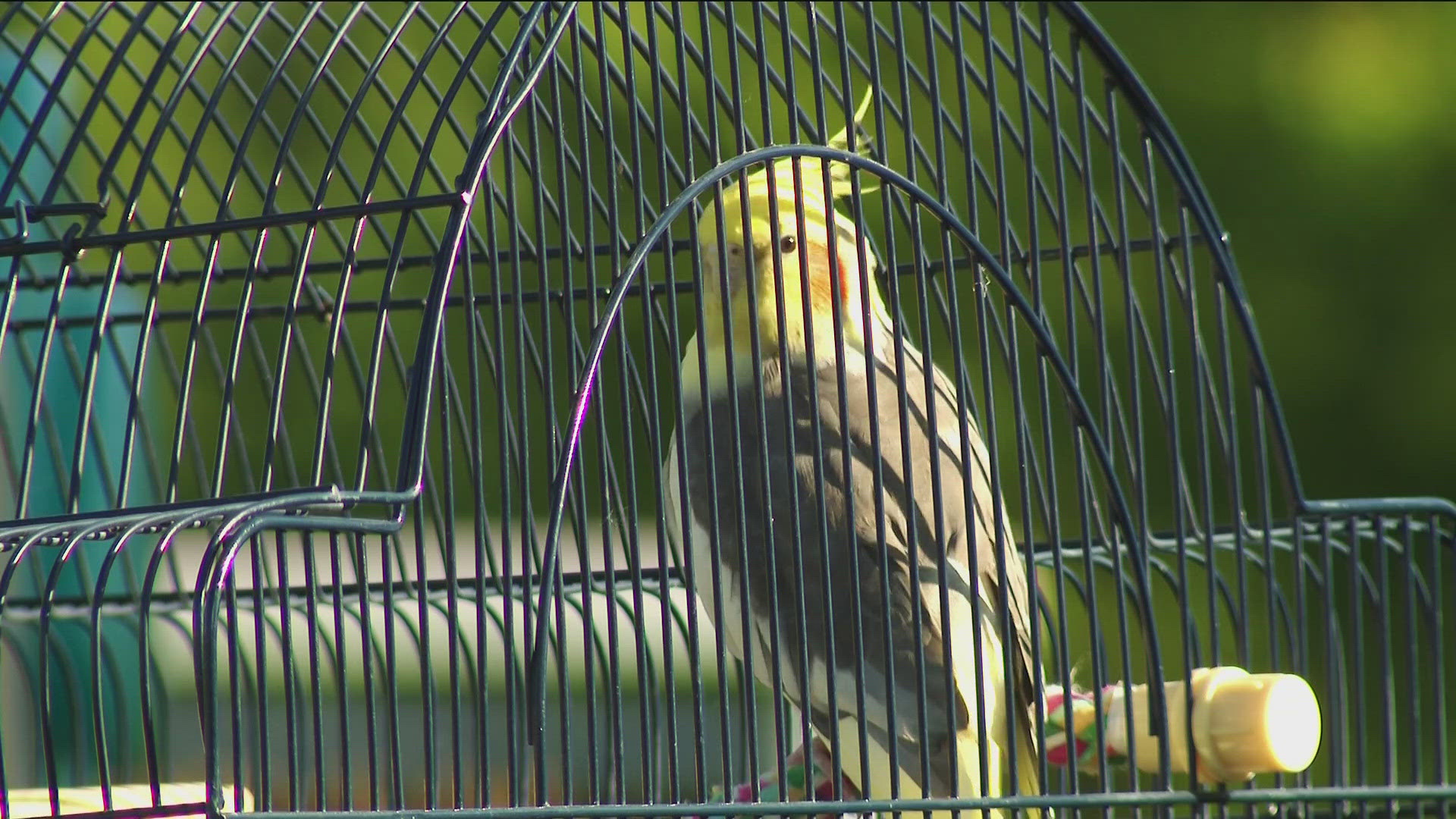 A friendly cockatiel named Sol went missing from his home in Champlin. He was found two days later in Otsego 23 miles away.