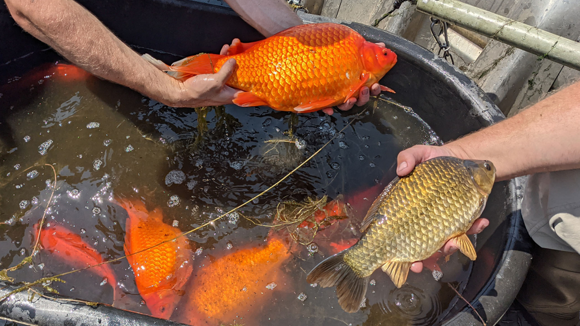 PHOTOS Massive goldfish found in Burnsville lake