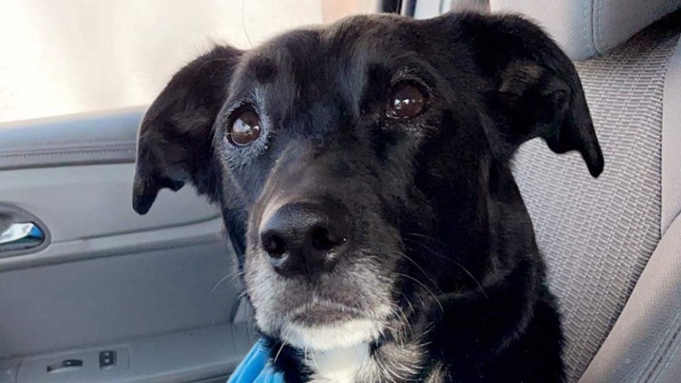 Help pours in for dog shot in Minnesota