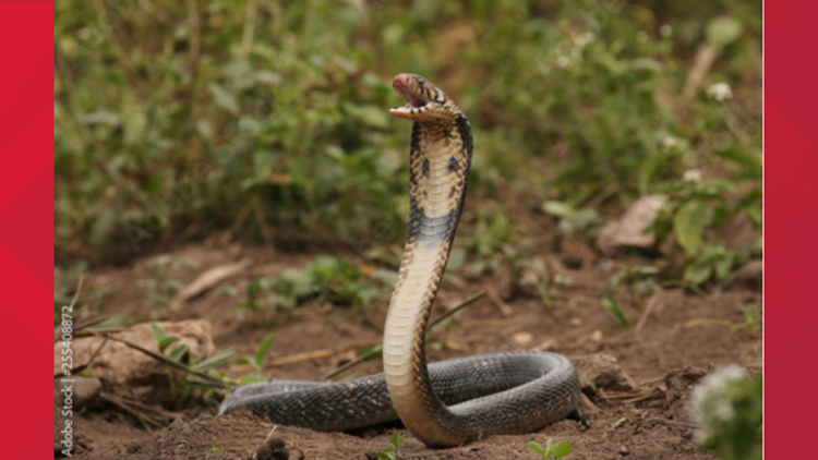 Biting back: Boy in India kills cobra with his teeth after being bitten himself