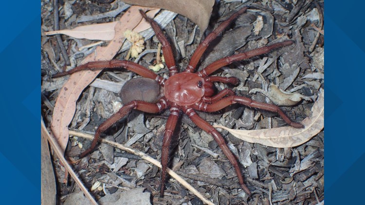 New 'giant' spider species discovered in Australia