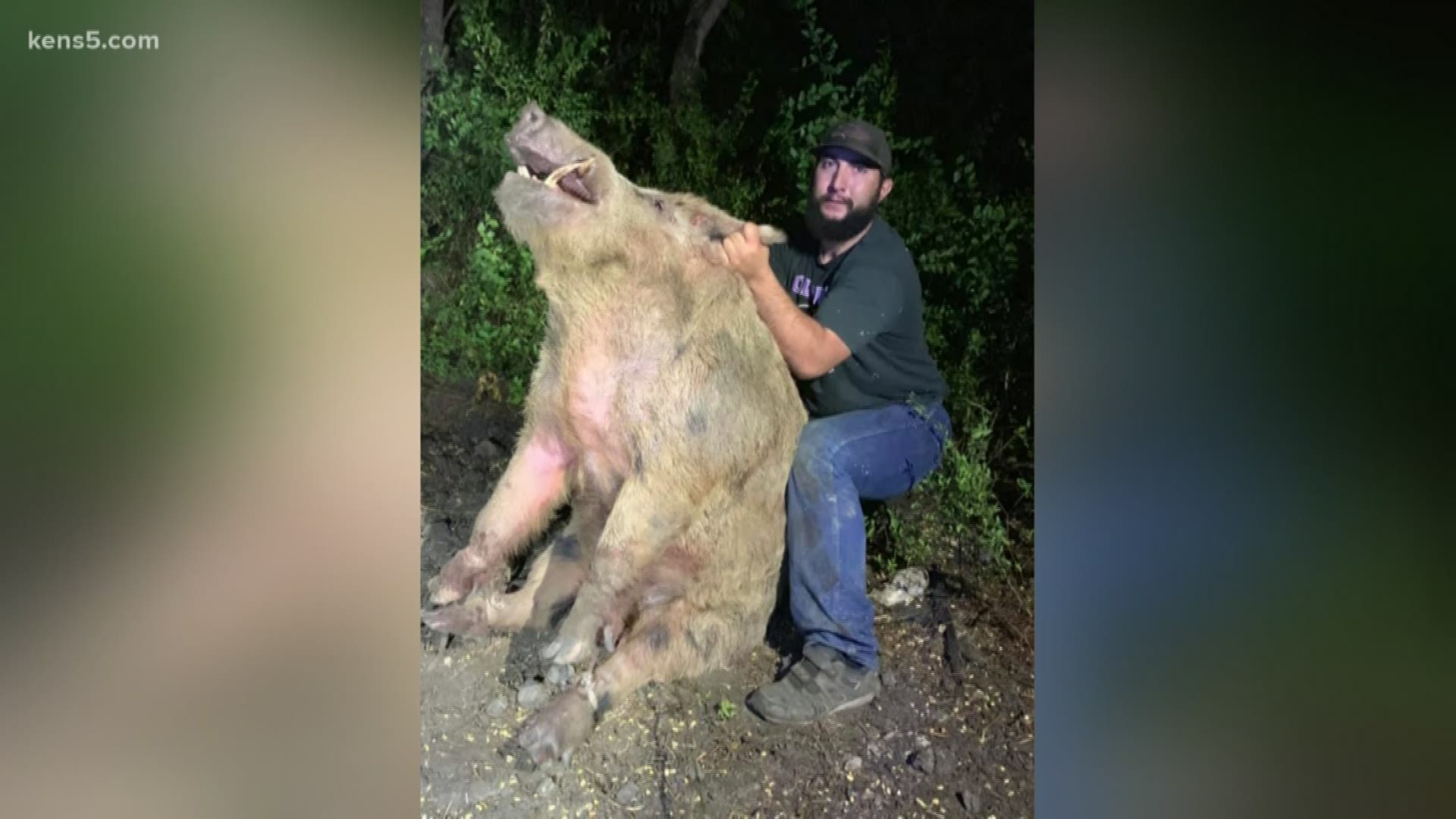 Take a look at this! A giant feral hog was caught at a golf course in Bexar County. Members of the Lone Star Trapping Team say the hog weighs over 400 pounds.