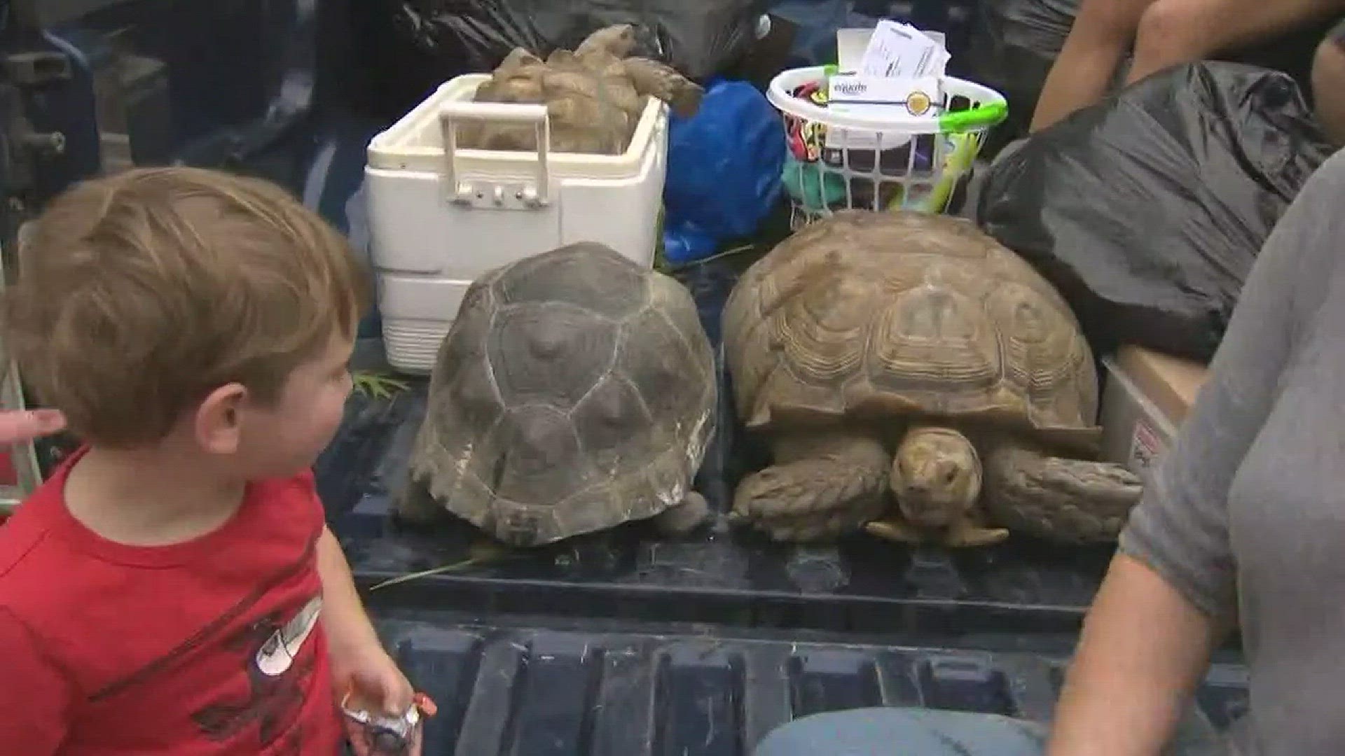 People aren't the only ones that need to be rescued from the floodwaters of Houston. Animals also need to be saved. KENS 5 reporter Alicia Neaves caught up with some families leaving their homes and taking their animals with them.