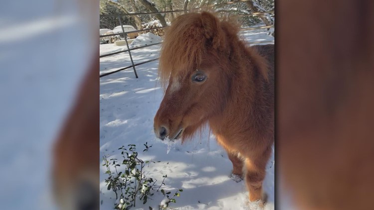 Miniature horse 'viciously' killed by two pit bulls in Texas