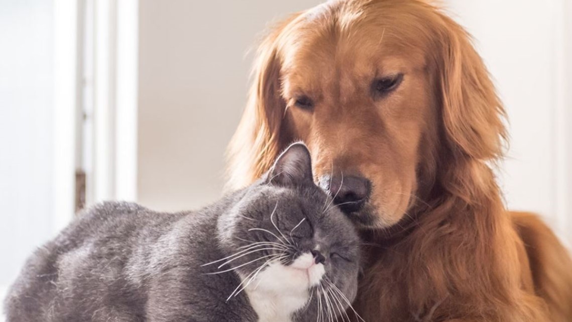 Save money with spay/neuter vouchers for pets in the Midlands - Vimarsana News