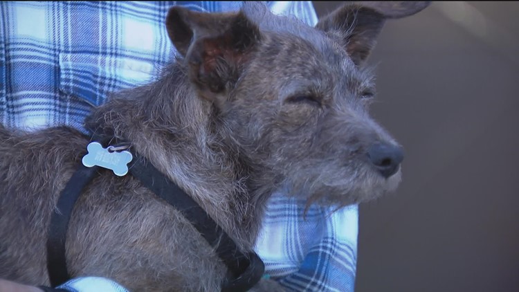 Dog tests positive for drugs after neighborhood walk in San Diego