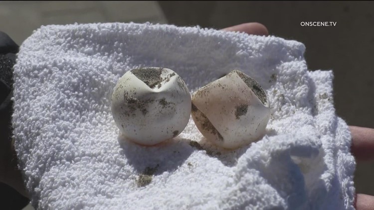 Mystery eggs discovered on California beach | What are they?