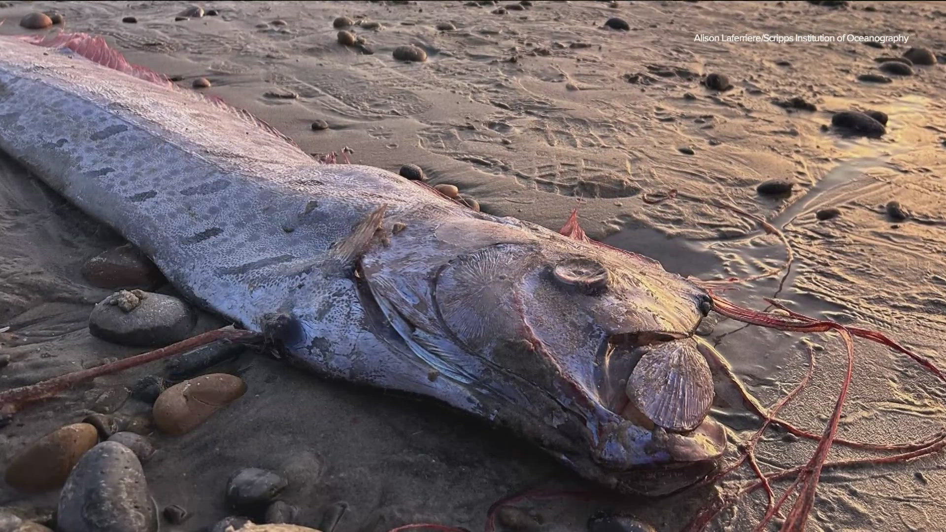 Last week, Scripps Institution of Oceanography PhD candidate Alison Laferriere found the deceased 9.5-foot specimen at Grandview Beach in Encinitas.