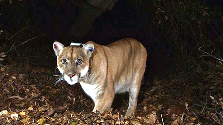 Chihuahua killed on walk by Los Angeles famous cougar, P-22