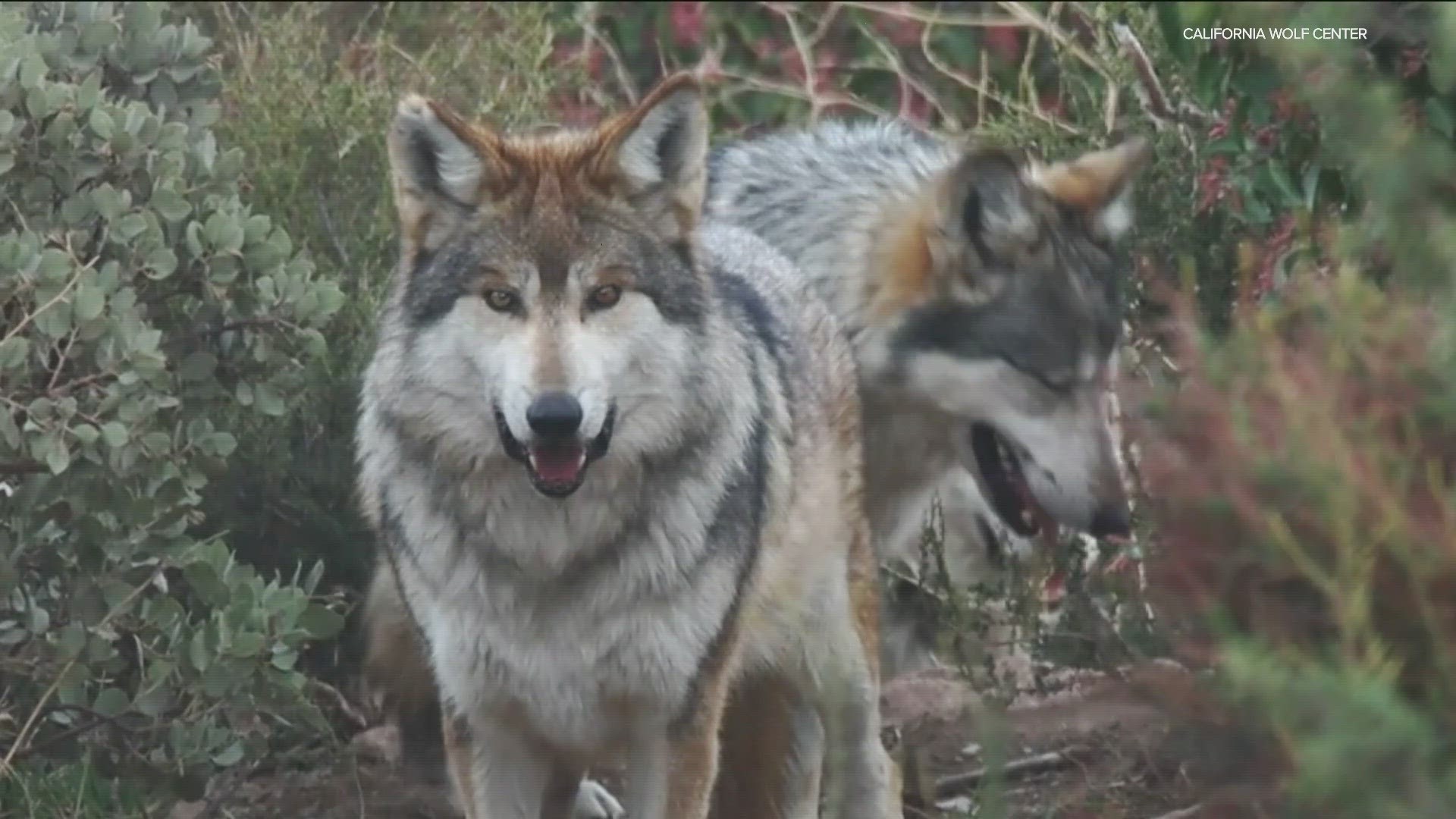 Mexican Gray Wolves From San Diego Head To Chicago After Tension In The 