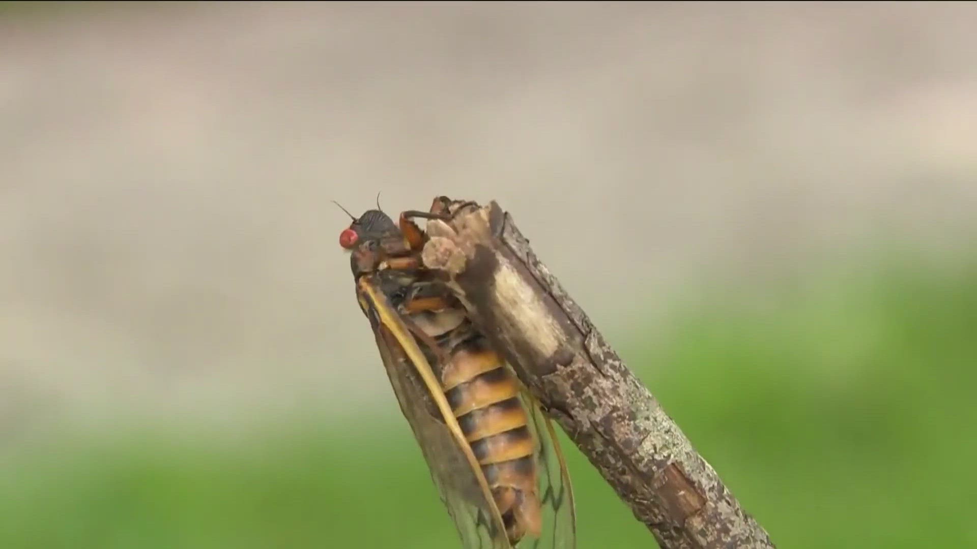 Rare cicada emergence happening in 2024