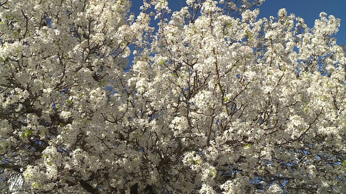 Reward offered for cutting down Bradford Pear trees