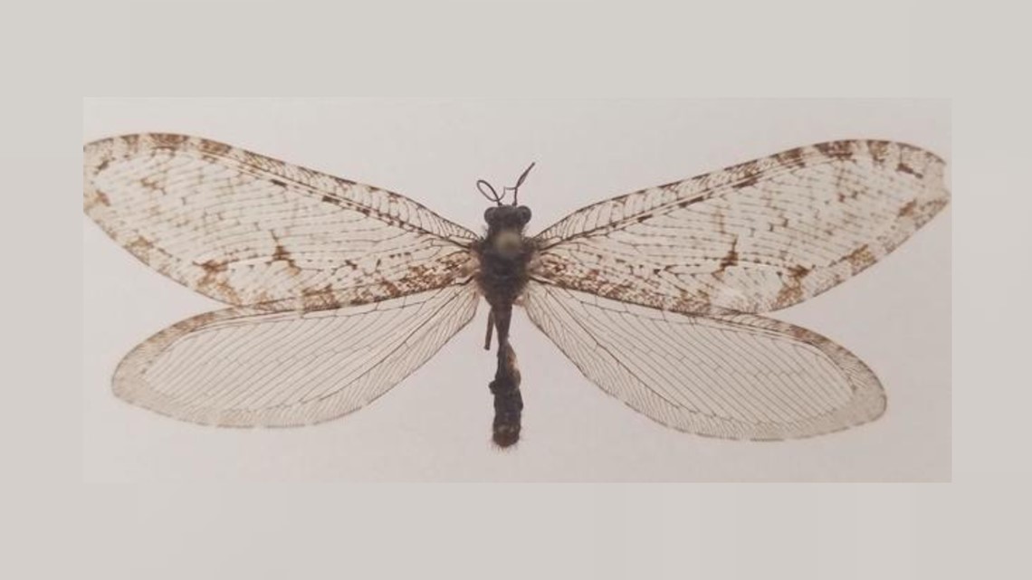Bug found at Walmart turns out to be Jurassic-era insect - Vimarsana News