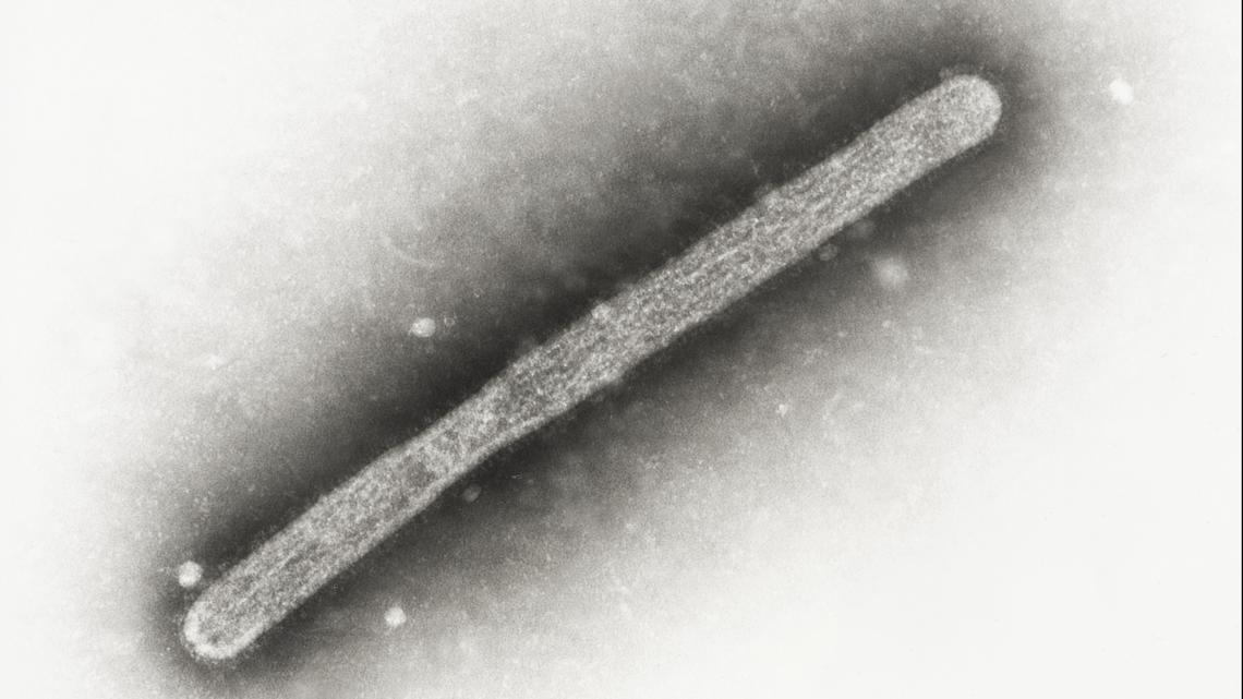 1st US case of bird flu in a pig raises concerns over potential human threat