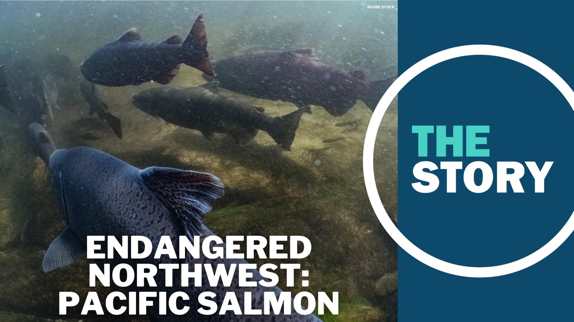 The salmon life cycle is complex, which means it can be impacted by any number of factors. Their decline in the Pacific Northwest isn't simple, but it is concerning.