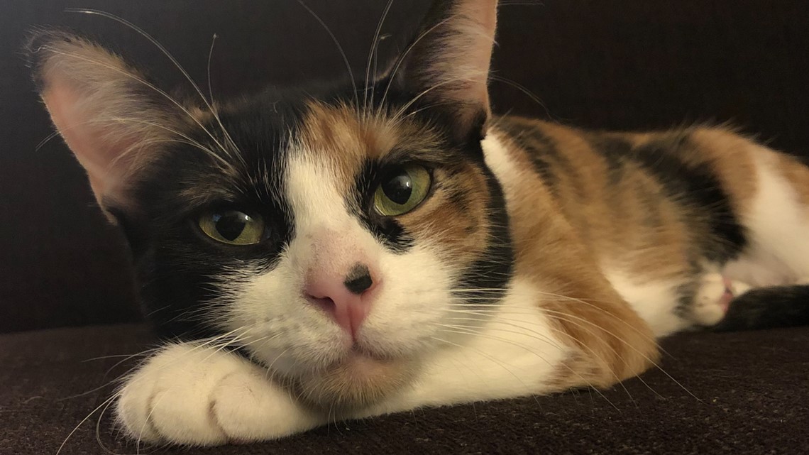 Rescue cat detects dangerous gas leak at Oregon home, saving owners