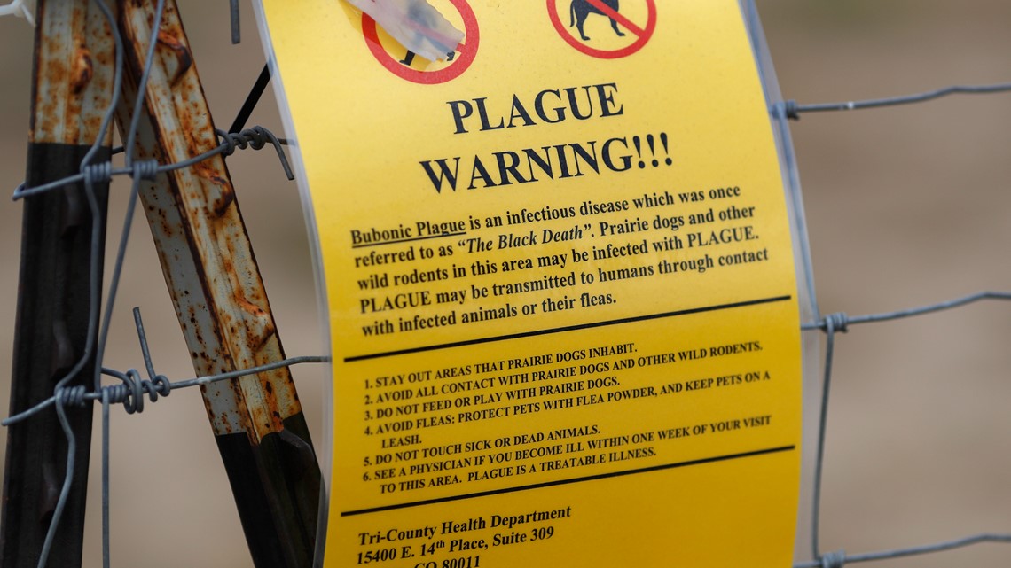 Rare case of plague was caught from a cat: What to know. - Vimarsana News