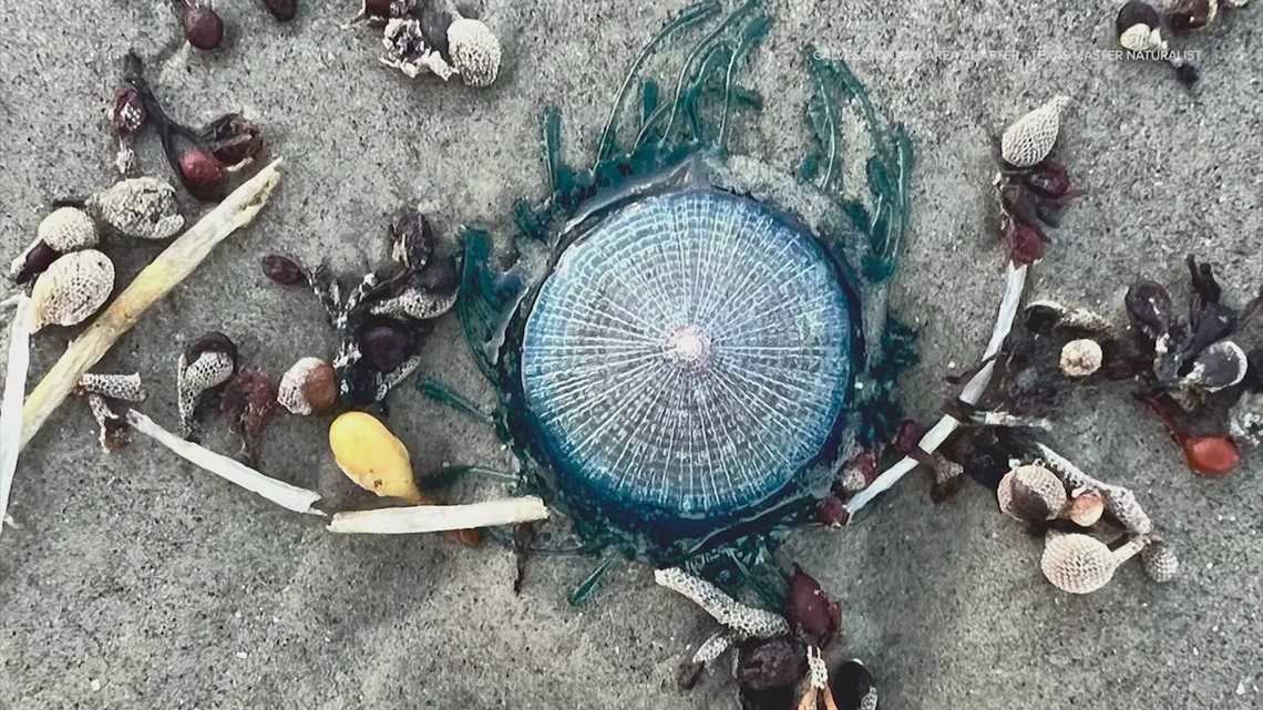 Jellyfish-like creatures that spit out waste found on Texas beach - Vimarsana News