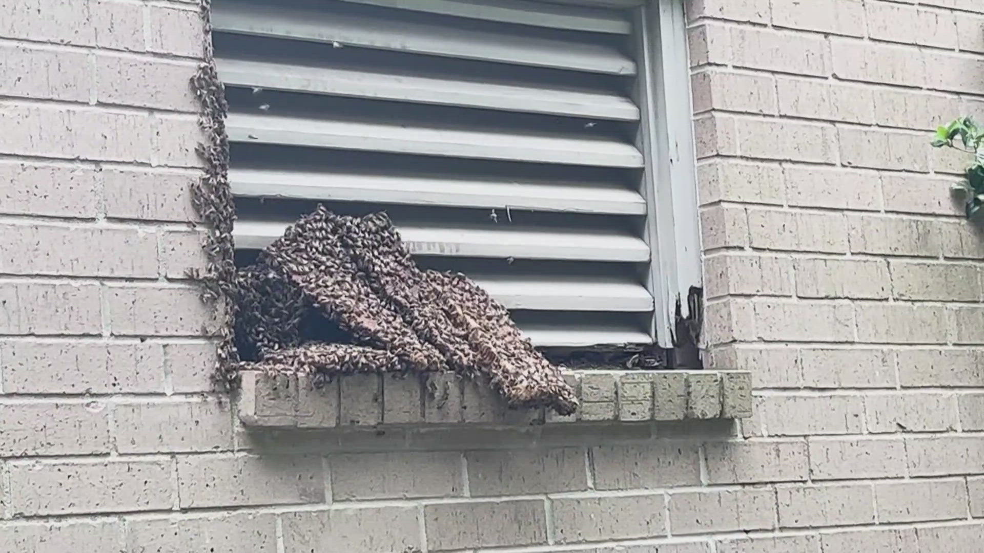 Shern-Min Chow had a beekeeper come out to get the bees, which had been living in the wall of her garage!