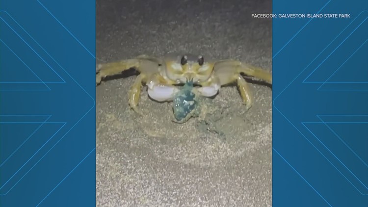 Guess who's coming to dinner? Galveston ghost crab devours Portuguese man o' war