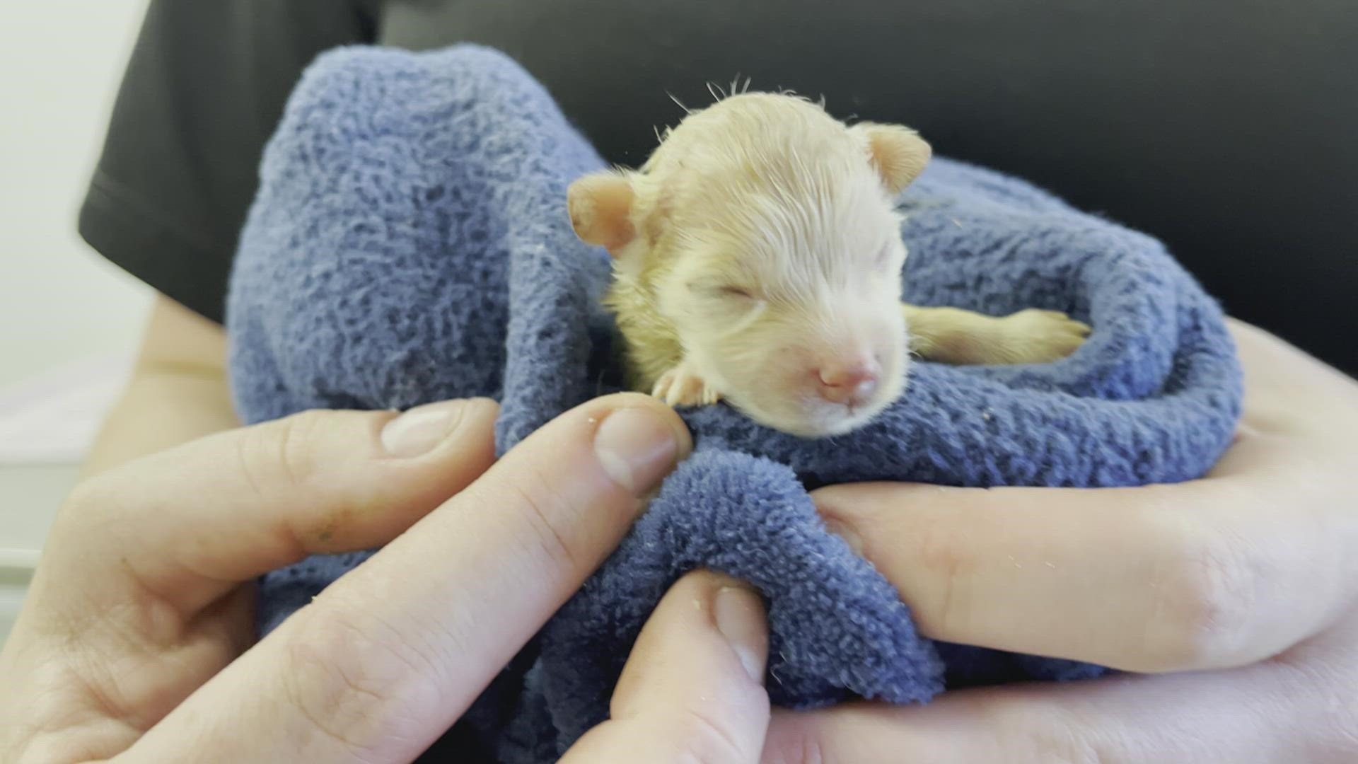 The Houston SPCA said its animal cruelty team found the emaciated dogs soaked in urine and feces and severely matted.