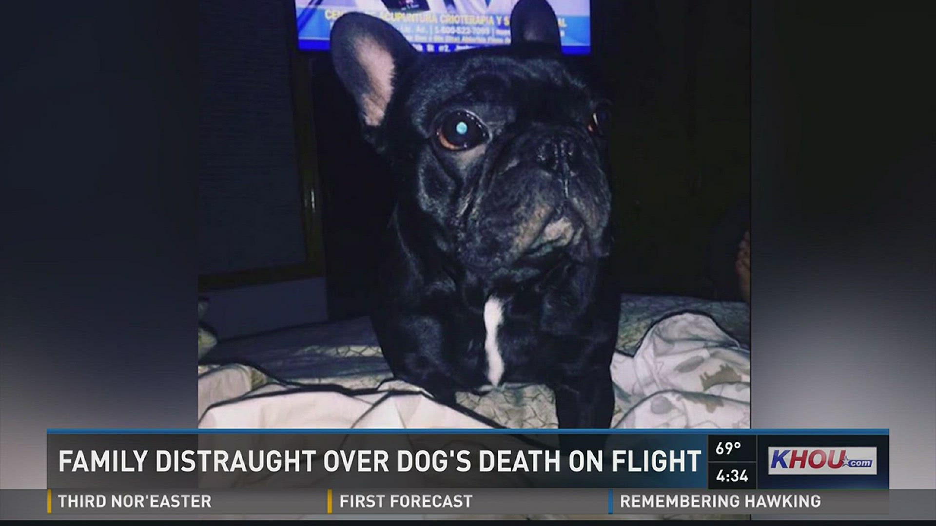 United Airlines is now saying that a flight attendant didn't understand that there was a dog in the carrier when it was put in the overhead bin.