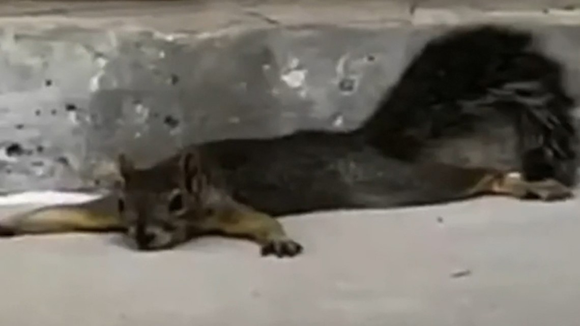 Texas squirrels splooting to cool down | wltx.com