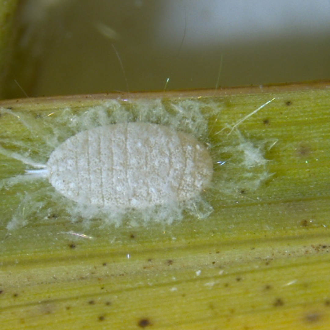 Texas Seed Insect Texas issues urgent alert as a newly detected pest spreads across more ...