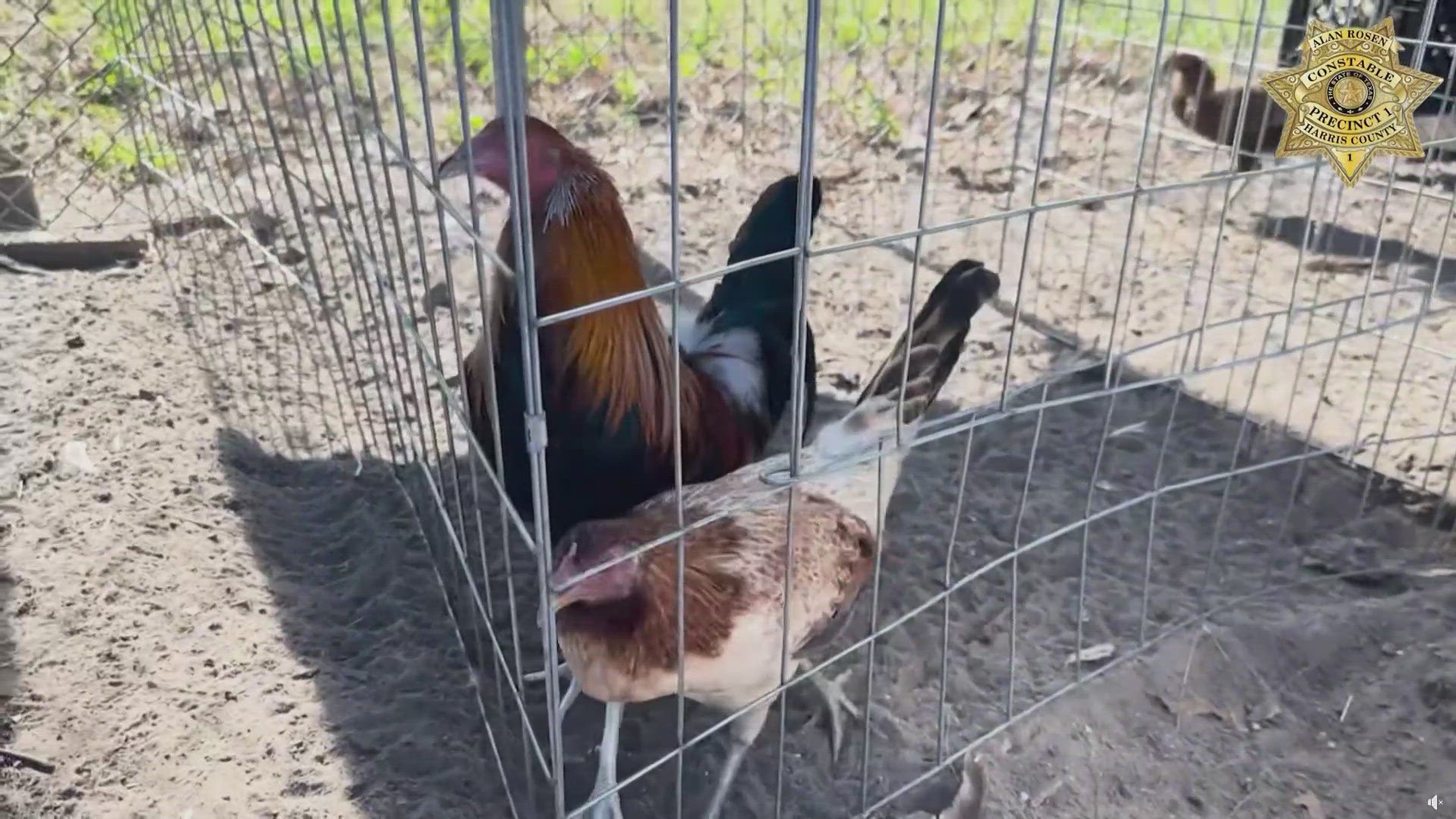 Many birds had injuries and didn't have food or water, detectives said. Harris County Precinct 1 Constable's Office received a tip that led them to the find.