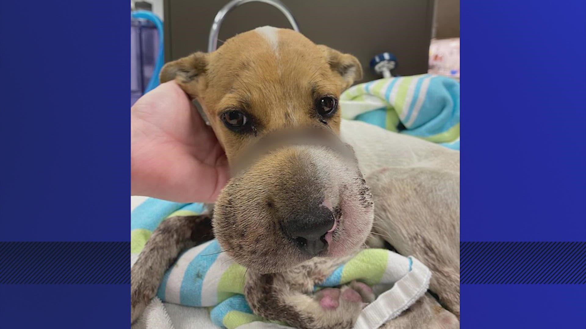 The SPCA said someone tightly wrapped a hair tie around the snout of a chihuahua mix puppy, causing severe swelling and a deep laceration to the bone.