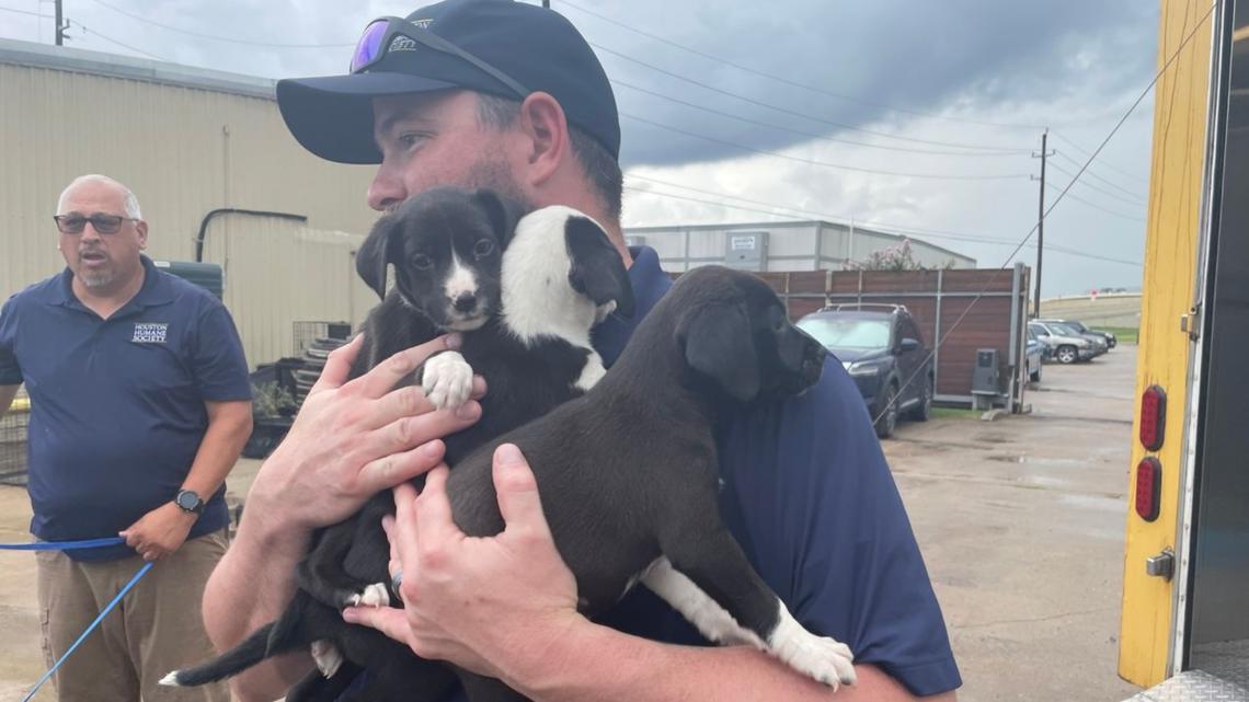 Houston Humane Society rescues 26 dogs from flooded shelters | wltx.com