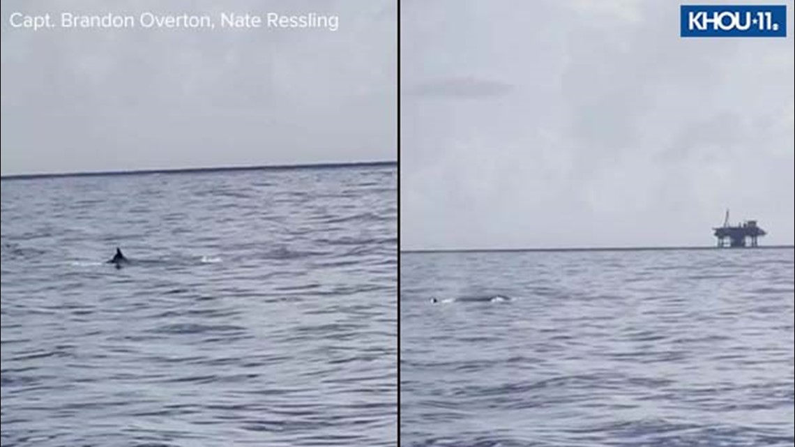 Extremely rare Rice's whale spotted south of Galveston